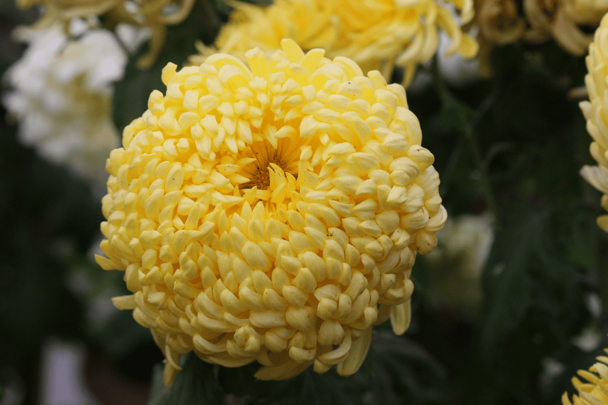 chrysanthemums pompon.png